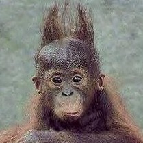 http://www.fugly.com/media/IMAGES/Priceless/funny-hair-monkey.jpg